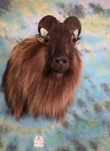 Majestic Himalayan Tahr Shoulder Taxidermy Mount