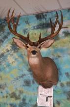 194 1/8 net Boone & Crockett All Time Book Typical Mule Deer Shoulder Taxidermy Mount