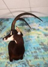 46 1/2" x 45 1/4" Record Book African Sable Antelope Shoulder on Swivel Taxidermy Mount