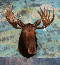 Record Book Shiras Moose Shoulder Taxidermy Mount