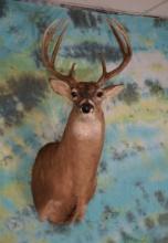 9pt. Texas Whitetail Deer Shoulder Taxidermy Mount